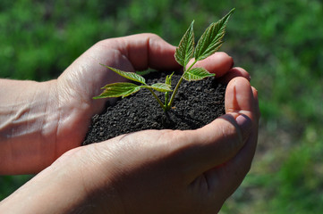 Hands holding young sprout in soil.