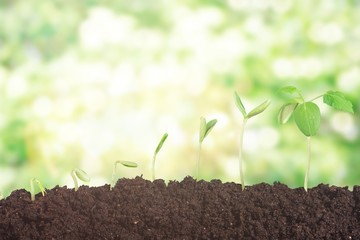 Growth of new life on  background