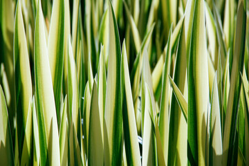 Fototapeta na wymiar Close up of foliage of Iris pseudacorus 'Variegata' (Yellow flag 'Variegata')