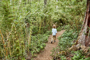 Naklejka na ściany i meble Chile, Puren, Nahuelbuta National Park, boy walking on path through forest