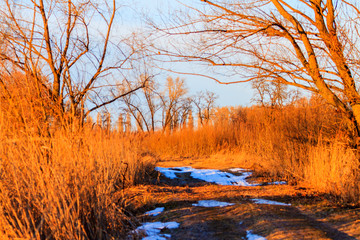 spring country road in the sunset rays