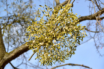 Semi-parasite mistletoe white (Viscum album L.) grows on a tree owner