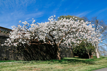 Single white flowering cherry tree on sunny day with blue sky