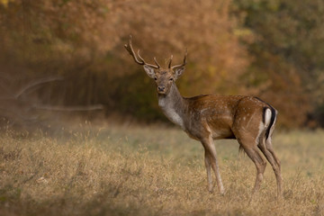 fallow deer (Dama dama)