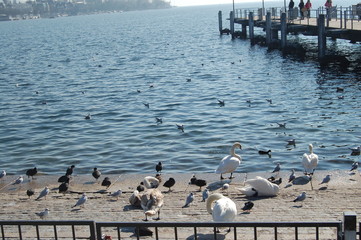 Wasservögel am Ufer des Zürichsee