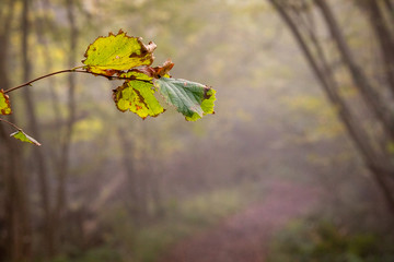 Autumn leaf in focus on misty morning in woods