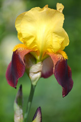 Flower of an iris bearded (Iris L.), close up