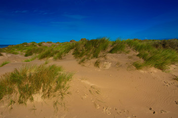 Fototapeta na wymiar Coastal sand dunes under a blue sky