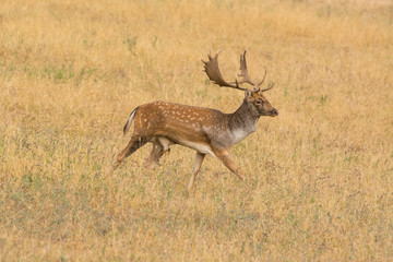 fallow deer (Dama dama)