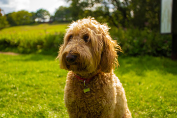 A Golden Doodle breed dog in a garden on a sunny day