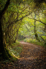 Sun shining through trees on path in woods