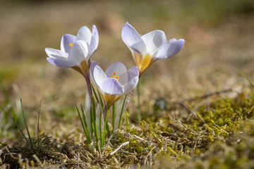 Krokus hellblau makro