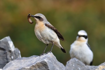 Northern Wheatear - Oenanthe oenanthe with the moth during its chicks feeding