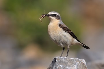Northern Wheatear - Oenanthe oenanthe with the moth during its chicks feeding