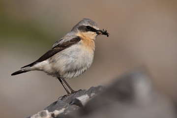 Northern Wheatear - Oenanthe oenanthe with the moth during its chicks feeding
