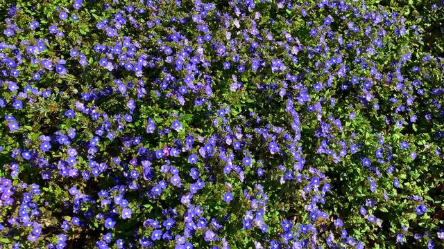 Blue purple spring wildflowers in bloom background
