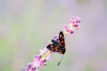 Insect on lavender angustifolia, lavandula blossom in herb garden in evning sunlight, sunset