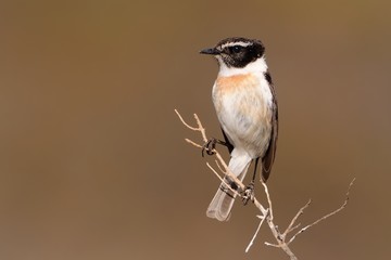 Canary Island Stonechat (Saxicola dacotiae), endemitic species of Canary Islands, sitting on the branch and stone in the nice sun and light