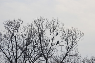 Fototapeta na wymiar 겨울 나무가지에 앉은 새
