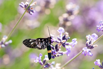 Insect on lavender angustifolia, lavandula blossom in herb garden in evning sunlight, sunset