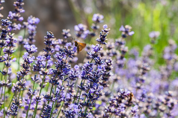 Fototapeta premium Insect on lavender angustifolia, lavandula blossom in herb garden in evning sunlight, sunset