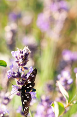 Insect on lavender angustifolia, lavandula blossom in herb garden in evning sunlight, sunset