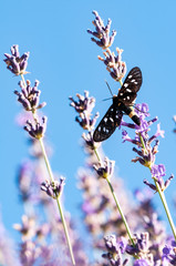 Insect on lavender angustifolia, lavandula blossom in herb garden in evning sunlight, sunset