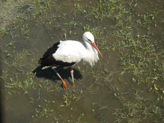 white stork in nature
