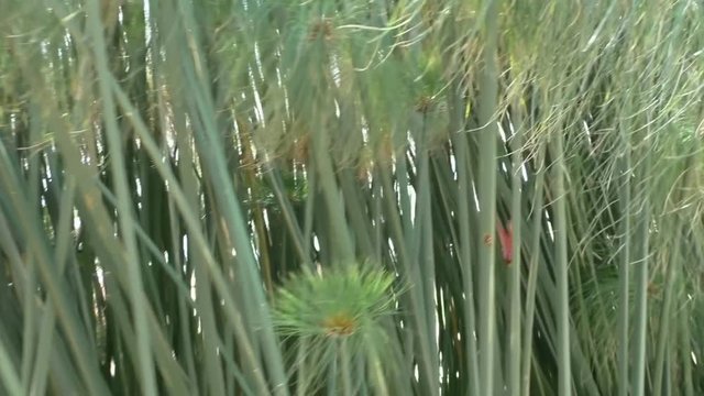 Handheld panning shot of Nile papyrus Cyperus papyrus, papyrus sedge, paper reed foliage 