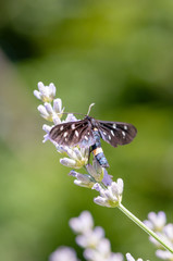 Insect on lavender angustifolia, lavandula blossom in herb garden in evning sunlight, sunset