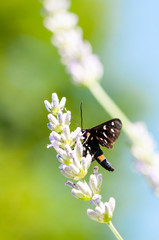 Insect on lavender angustifolia, lavandula blossom in herb garden in evning sunlight, sunset