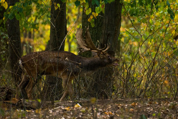 fallow deer (Dama dama)