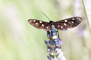 Insect on lavender angustifolia, lavandula blossom in herb garden in evning sunlight, sunset
