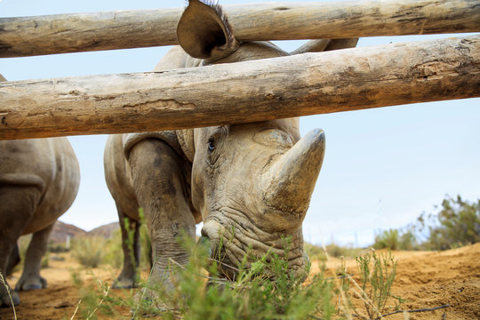 Baby rhinos on a farm