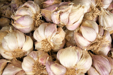 Garlic snail 