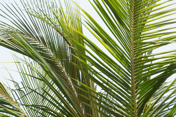 Obraz na płótnie Canvas Palm leaf tree 
