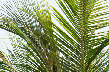 Palm leaf tree 