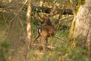 fallow deer (Dama dama)