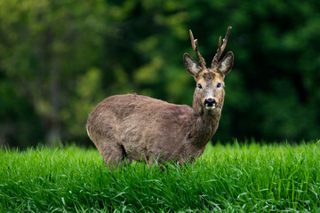  Roe deer in green grass