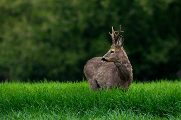  Roe deer in green grass