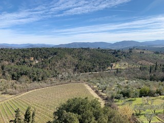 Fototapeta na wymiar View at wine and olive trees of Impruneta, in Florence