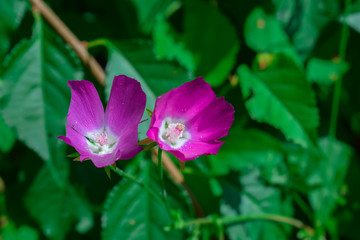 Obraz premium Flower