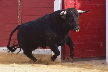 spanish bull