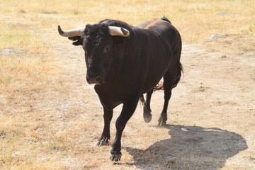 spanish bull