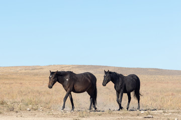Fototapeta premium Wild Horses in the Utah Desert