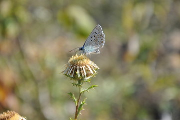 Papillon