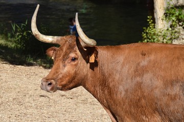 spanish bull