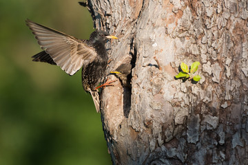 Common starling (Sturnus vulgaris) next to nest hole in an old fruit tree with chick looking out of the nest