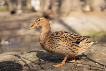 Wild ducks. Beautiful birds in the city park on a sunny day.