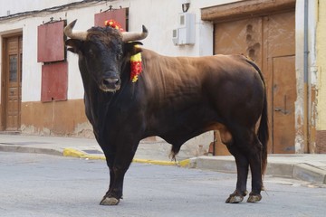 spanish bull